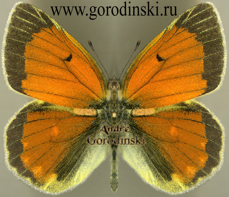 pieridae/Colias diva.jpg